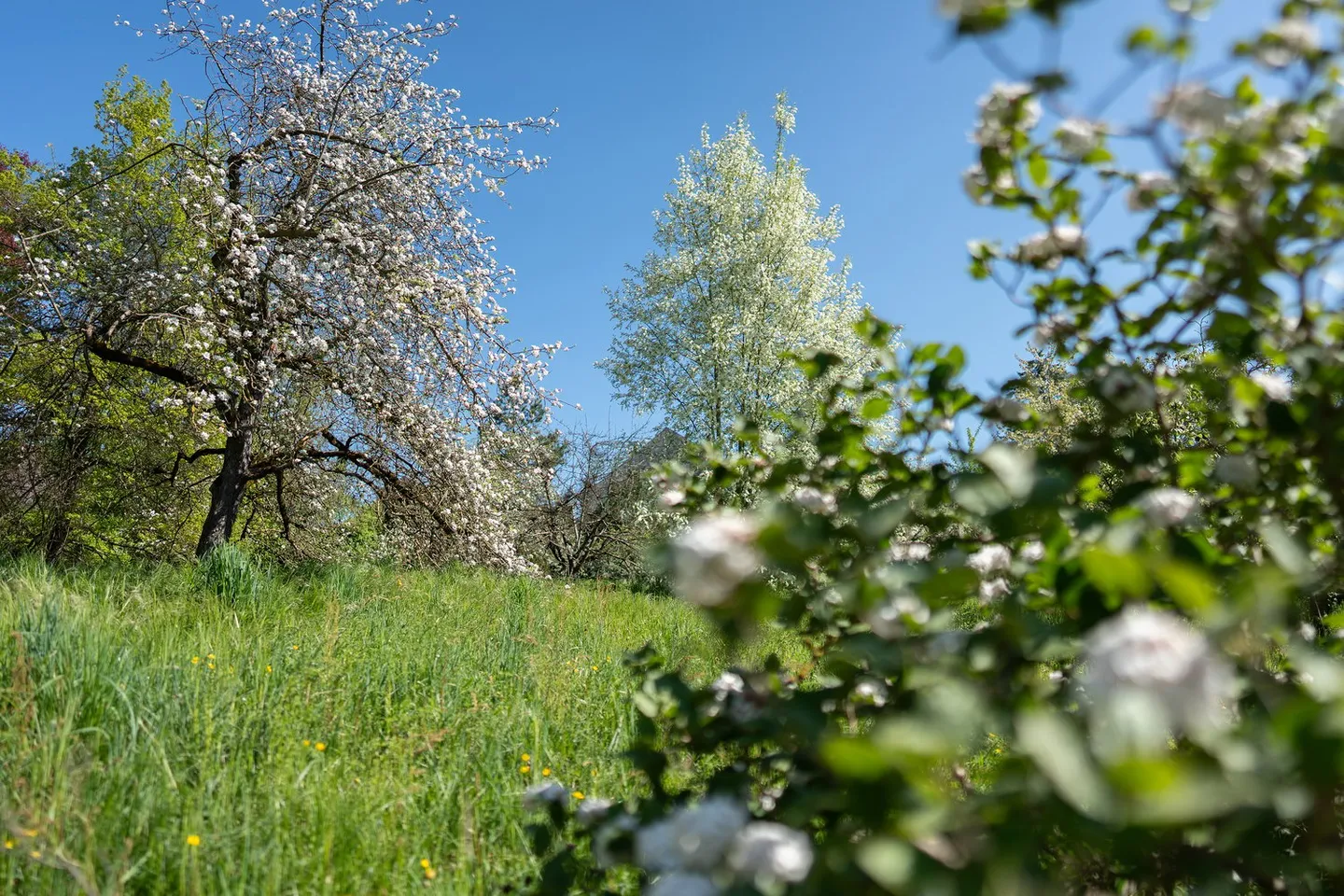 Herrschaftshaus mit weitläufigem Park und Schwimmteich - Photo 3 of 15