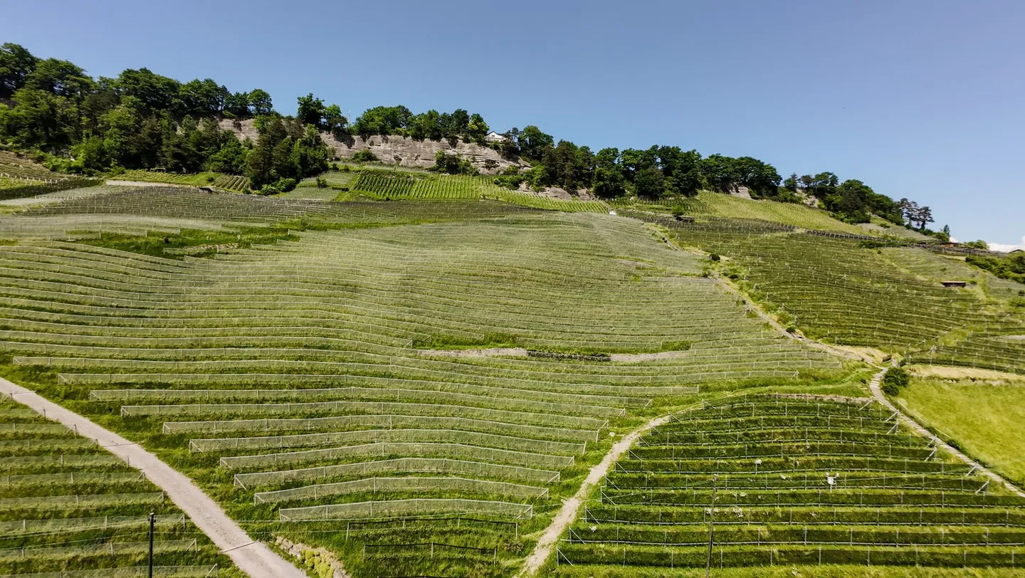 Appartamento 3.5 stanze ristrutturato e soleggiato - Foto 12 di 13