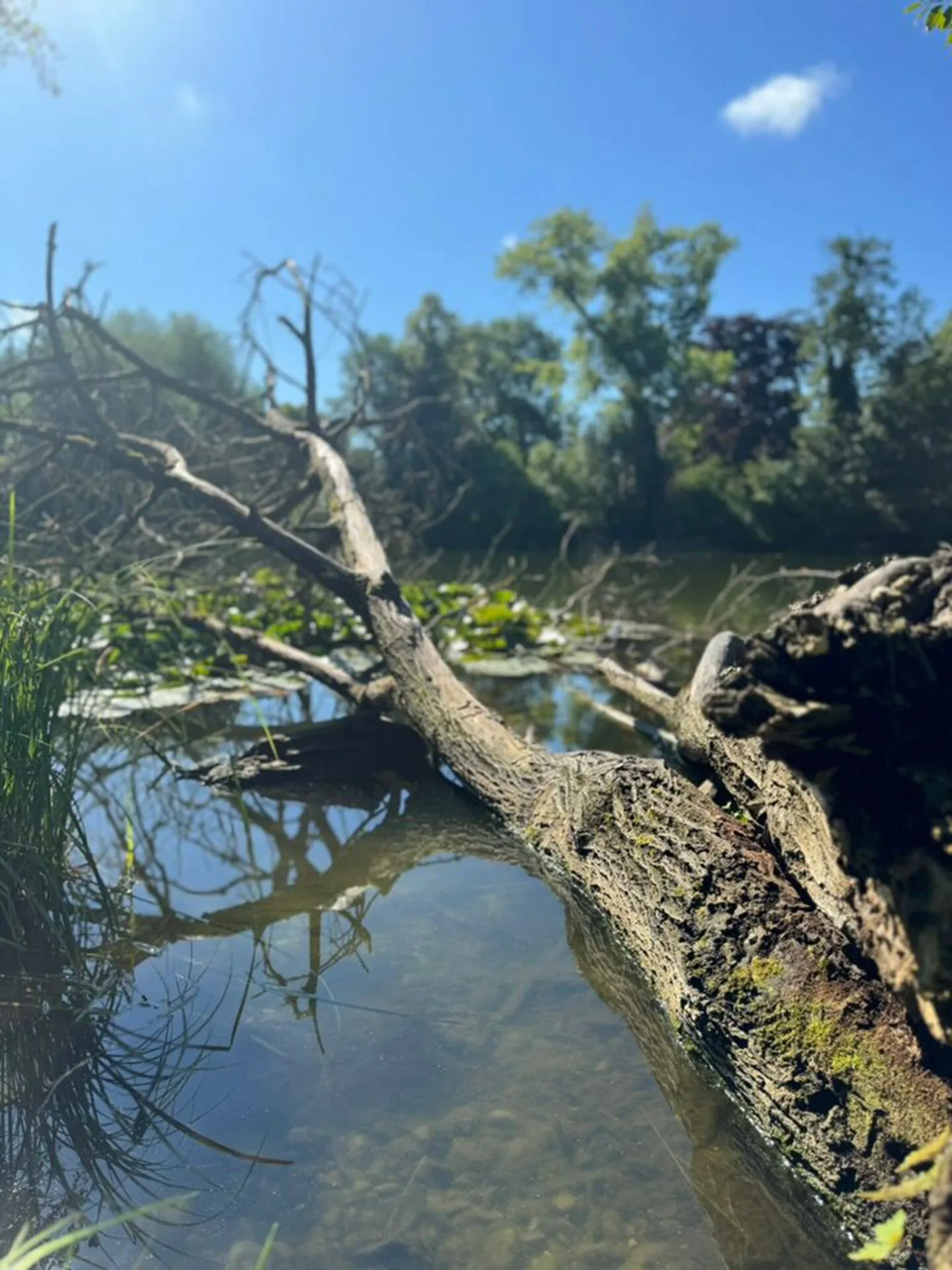 Grandiose 7.5-Zimmer-Altbauwohnung mit fürstlichen 209 m² Wohnfläche an perfekter Wohnlage - Foto 23 von 23