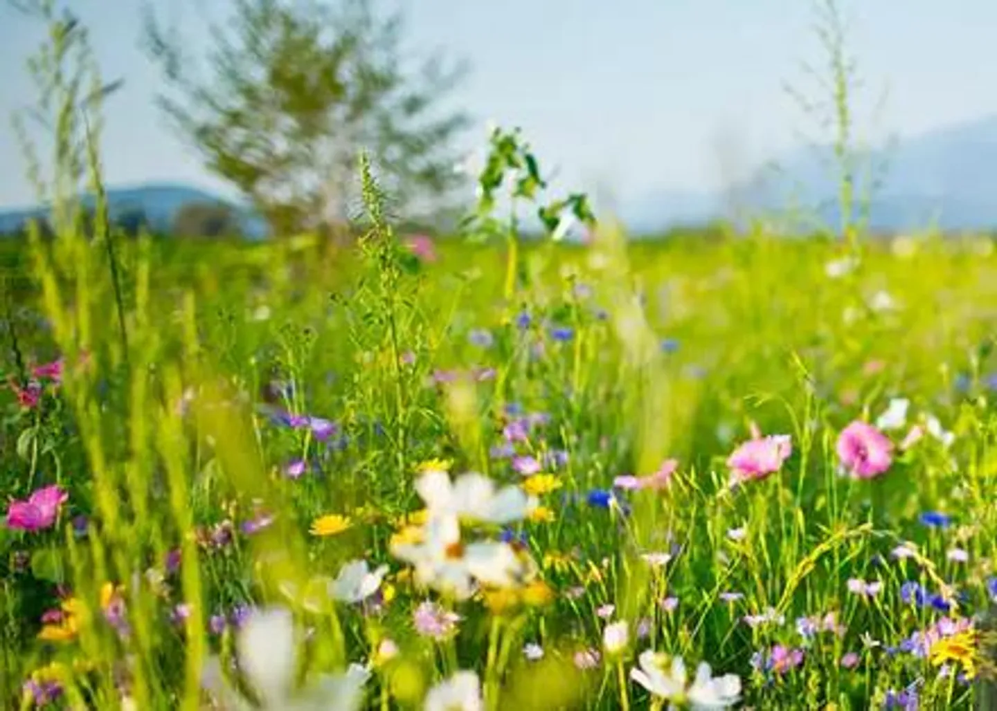 Charmantes Bauernhaus für Tierliebhaber - Foto 1 von 1