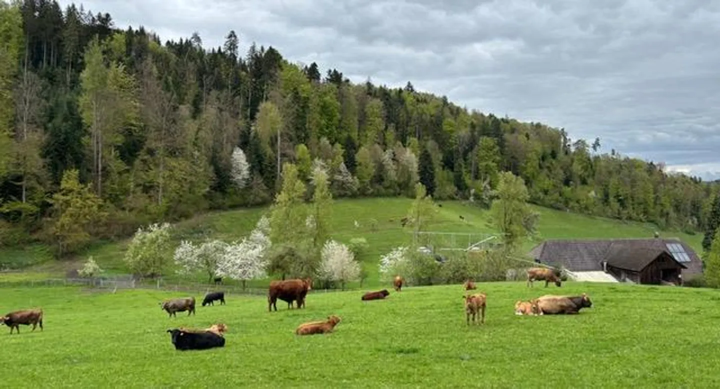 Casa unifamiliare 5.5 camere (Stöckli) accogliente e recentemente ristrutturata nel verde - Foto 3 di 12