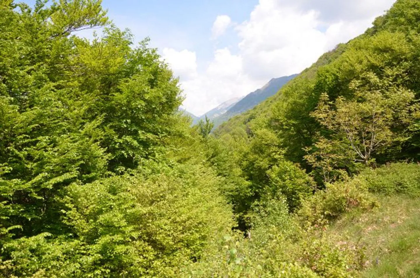 Charming Rustic Retreat in Busio - Photo 10 of 25