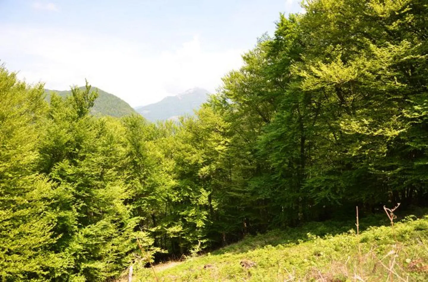 Charming Rustic Retreat in Busio - Photo 12 of 25
