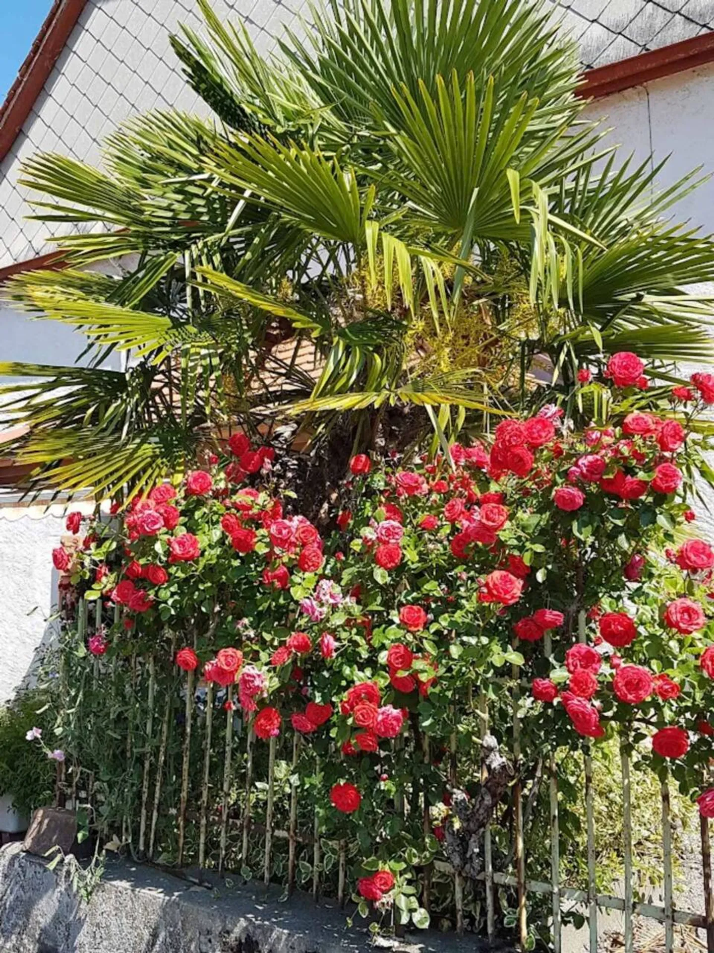 Casa 5.5 stanze - Foto 8 di 8