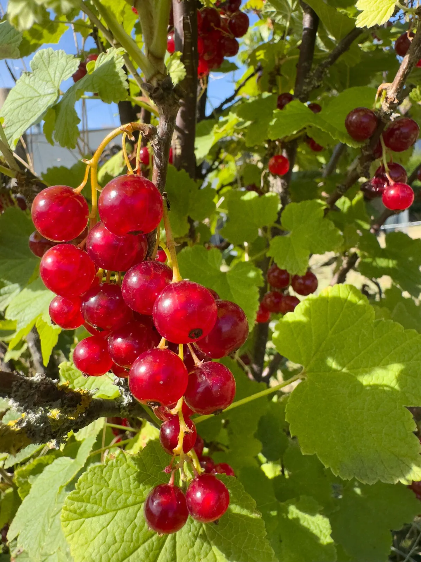 Casa unifamiliare a schiera di 6,5 stanze con vista splendida nella migliore zona residenziale - Foto 37 di 38