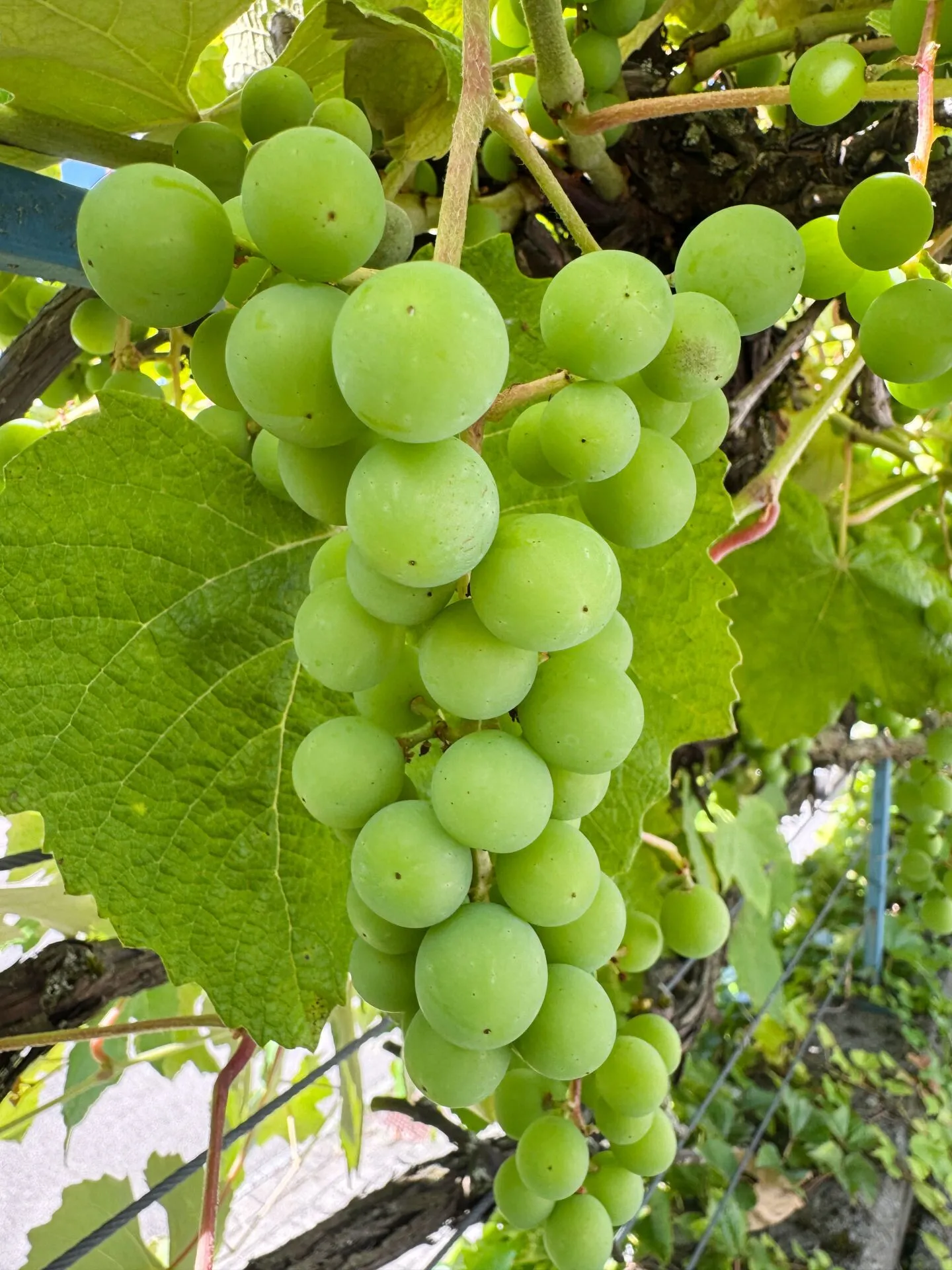 Casa unifamiliare a schiera di 6,5 stanze con vista splendida nella migliore zona residenziale - Foto 38 di 38