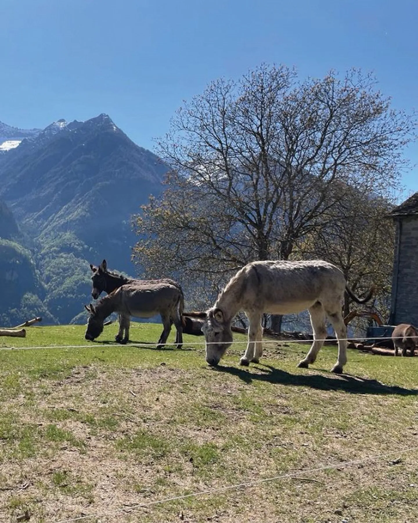 SHADOW OF THE CHESTNUT - Photo 20 of 25