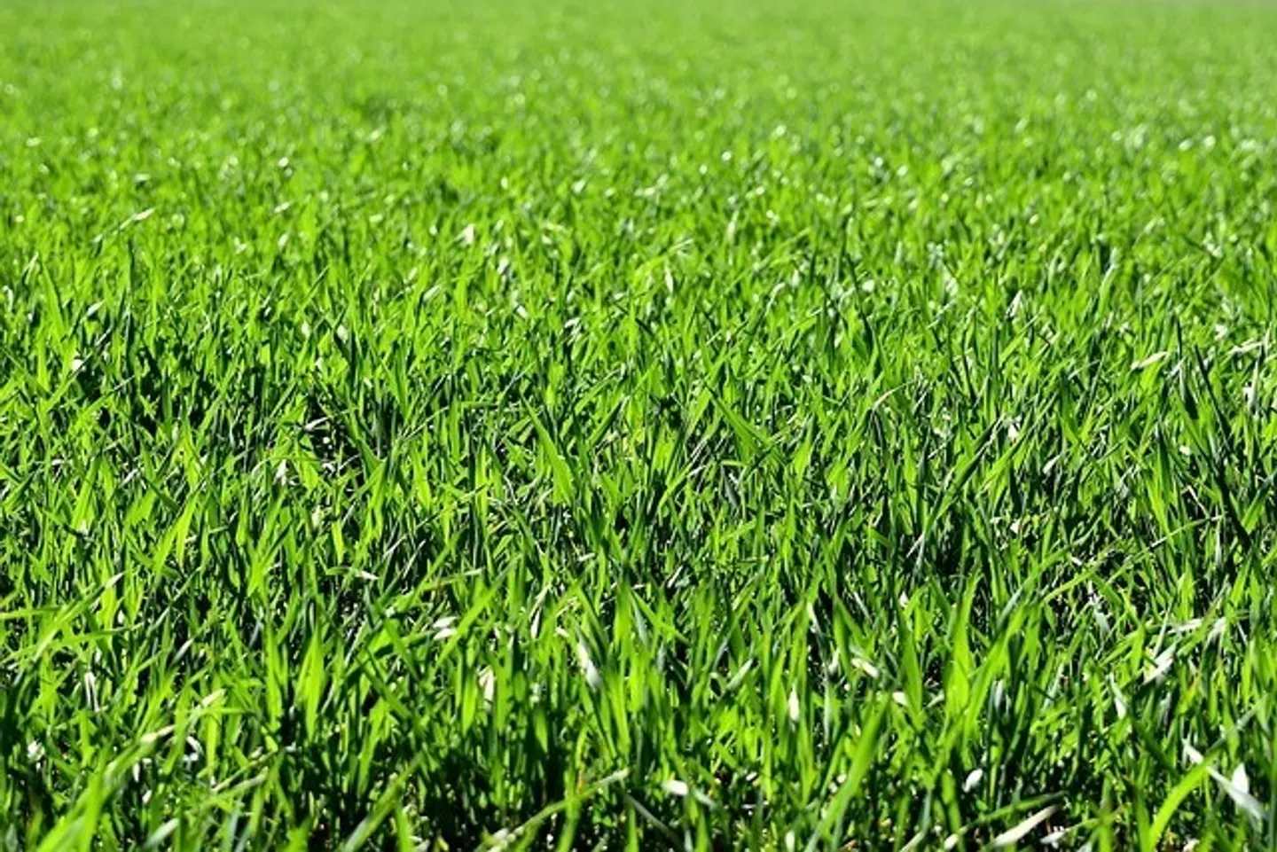 Terreno edificabile in vendita - Foto 1 di 1