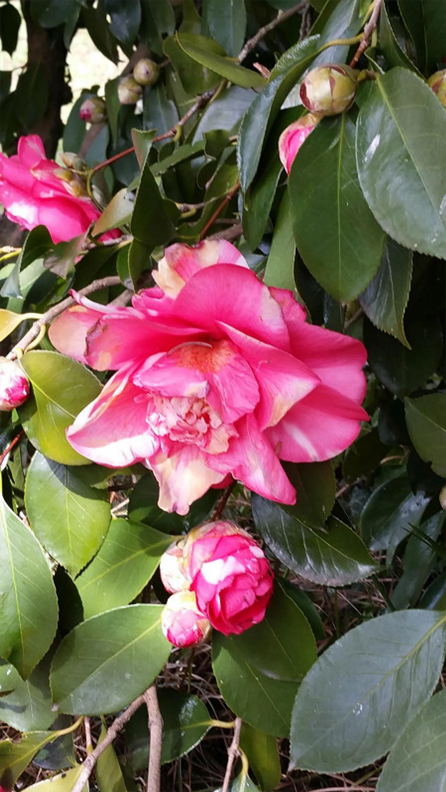 Stilvoll saniertes Tessinerhaus - Foto 6 von 30