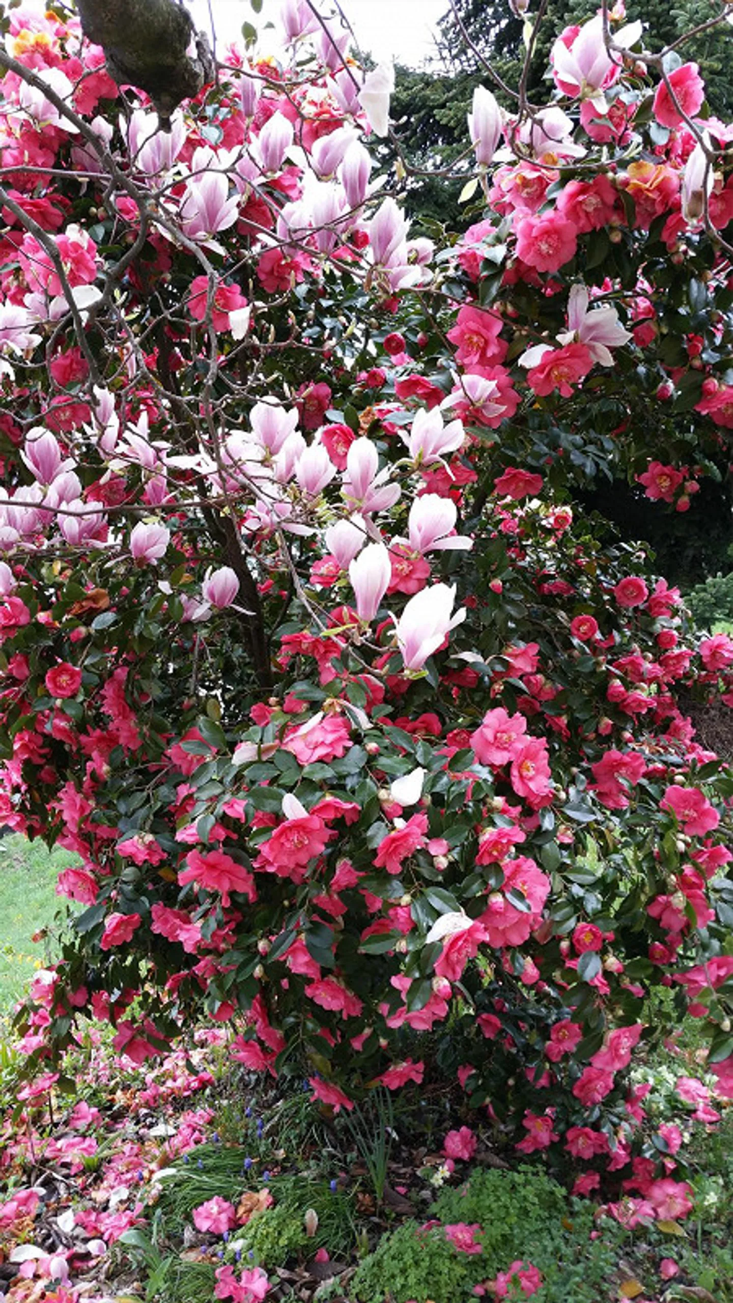 Stilvoll saniertes Tessinerhaus - Foto 5 von 30