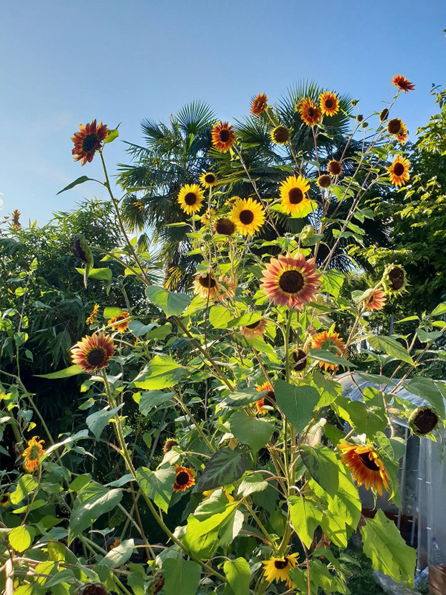 Stilvoll saniertes Tessinerhaus - Foto 13 von 30