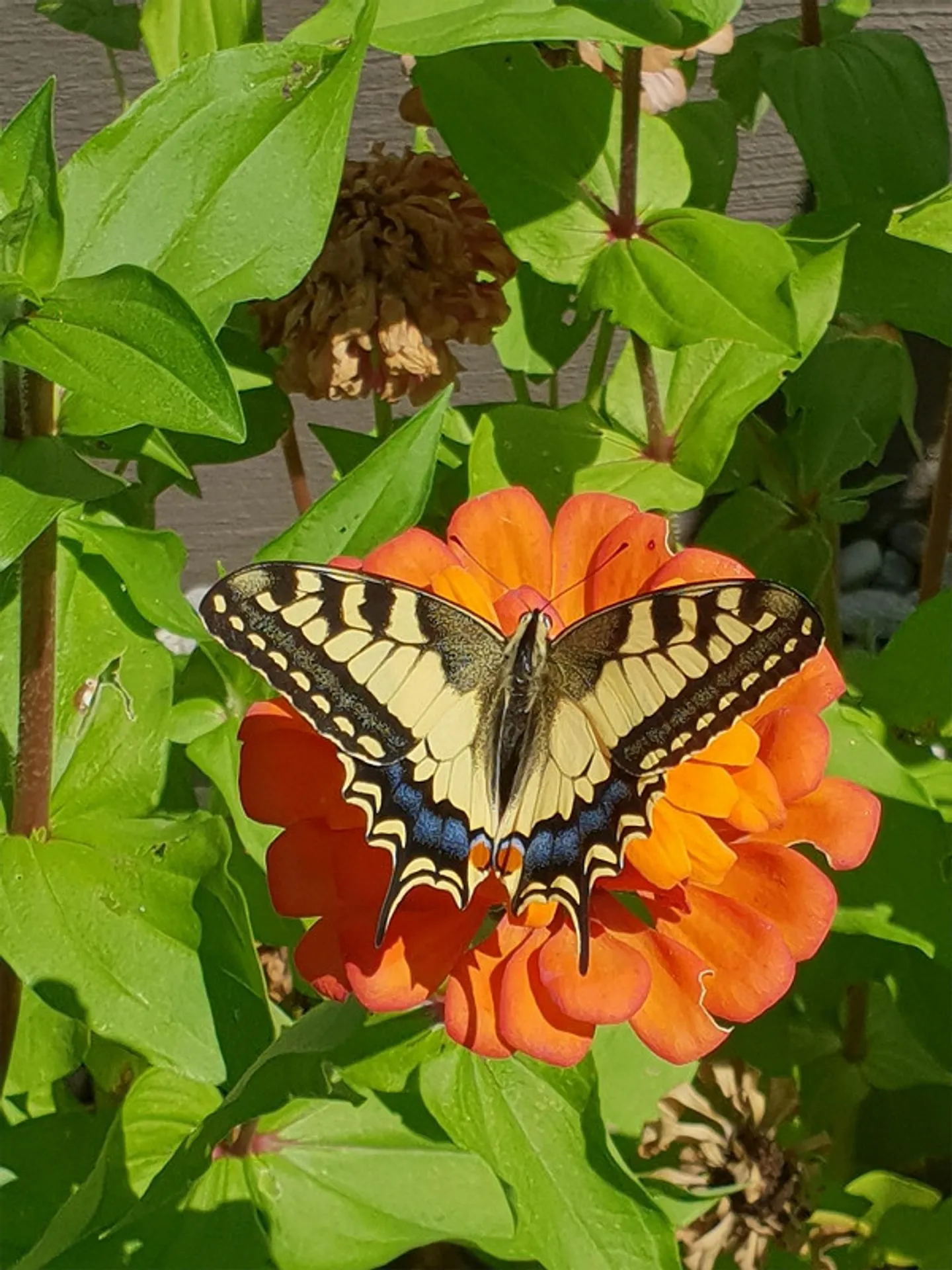 Stilvoll saniertes Tessinerhaus - Foto 15 von 30