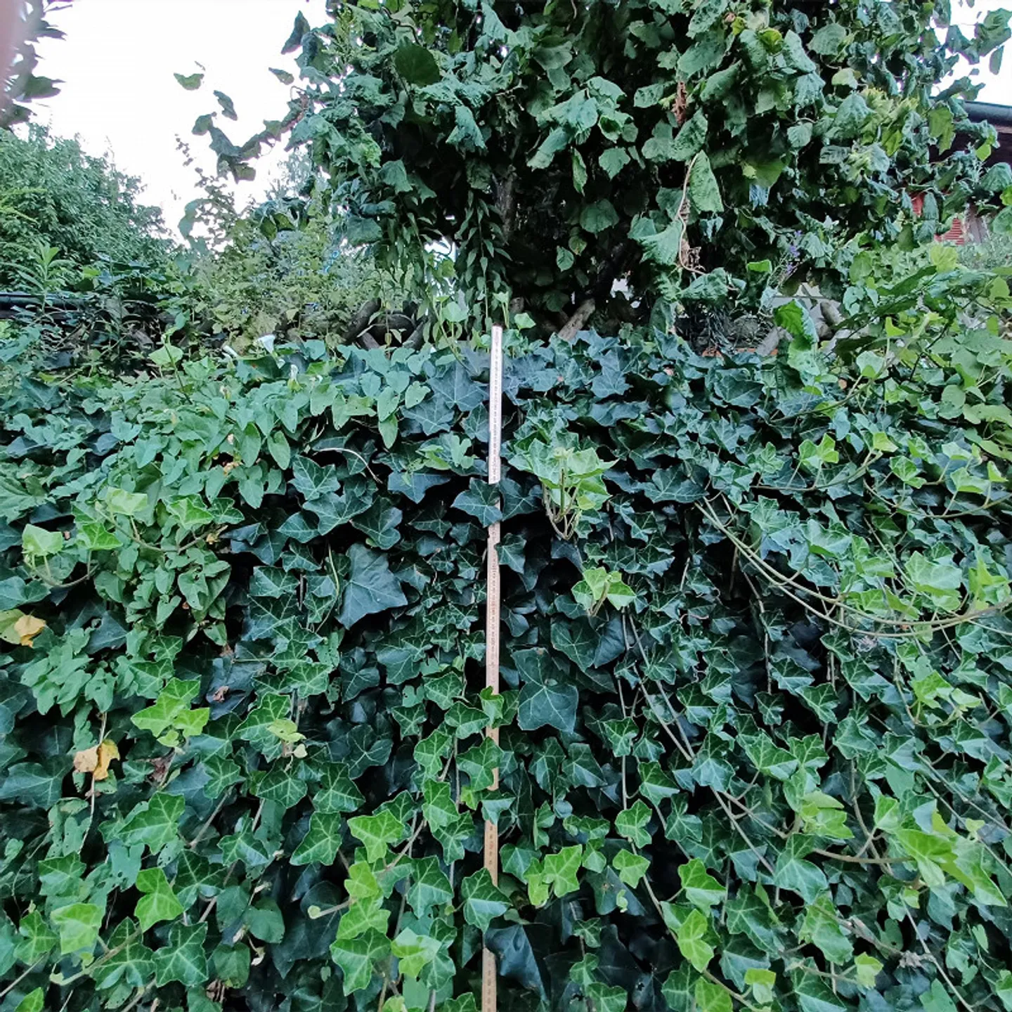 Moitié d'une maison double à louer à Hünibach avec 4 chambres - Photo 13 sur 14