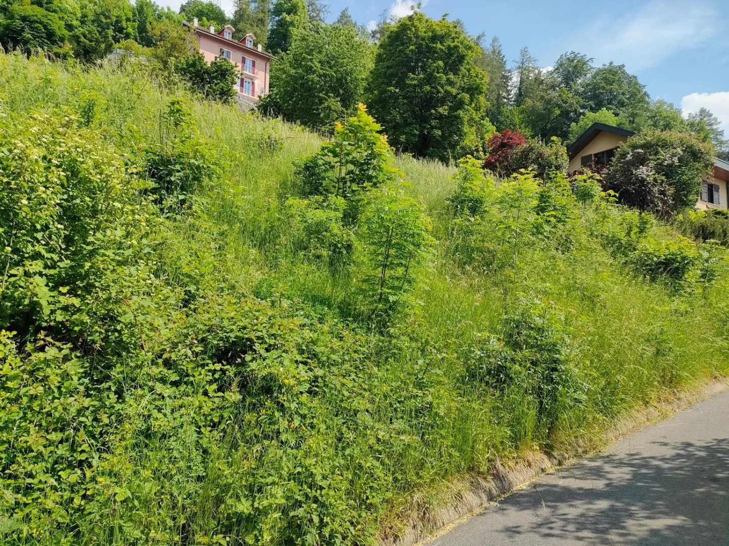 Parzelle mit gültiger Genehmigung und Projekt für eine Einfamilienvilla - Foto 6 von 6