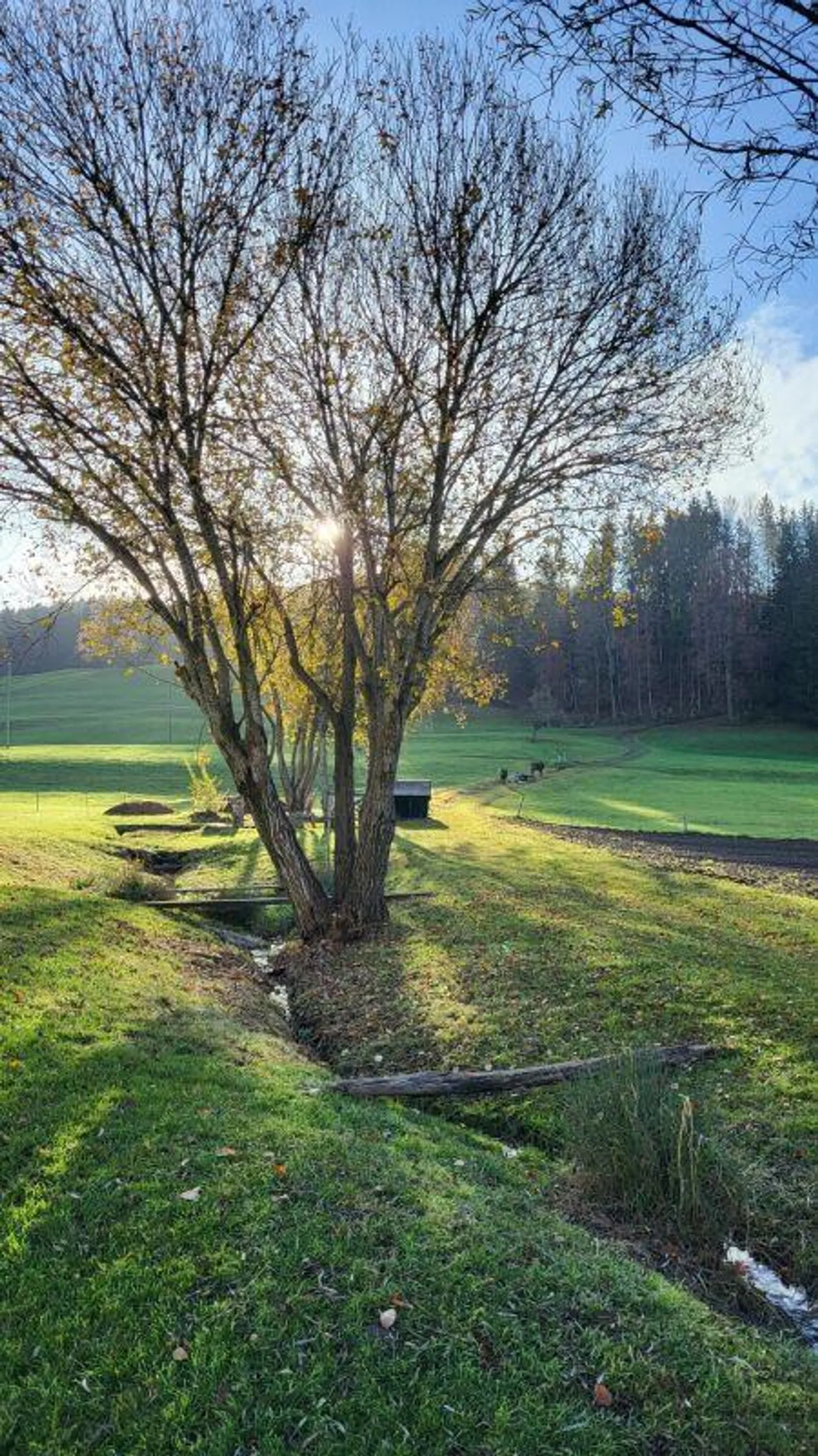 Nachhaltiges Wohnen in Ganterschwil - Foto 8 von 8