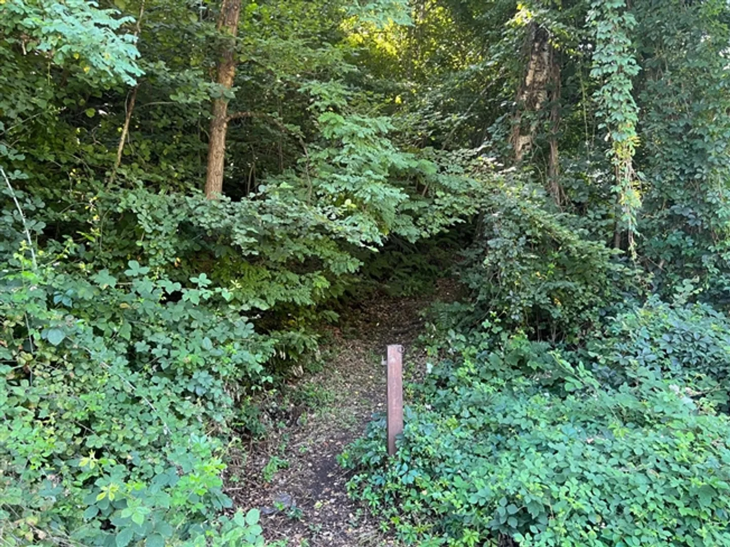 Rustique de 2,5 pièces dans un emplacement isolé dans la forêt - Photo 16 sur 20