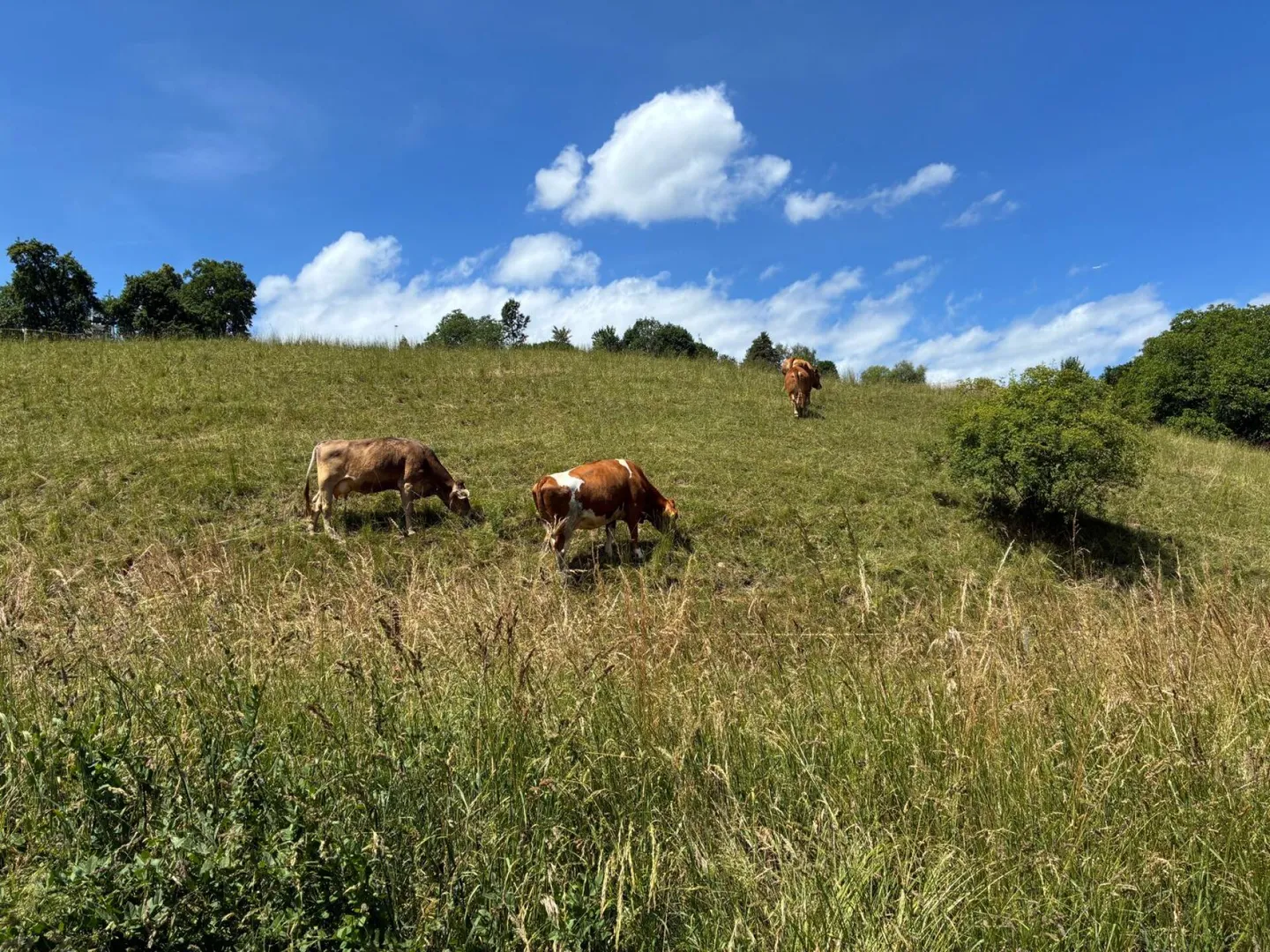 Maggiore qualità della vita vicino a Zurigo - tranquillo, moderno e a contatto con la natura - Foto 10 di 10