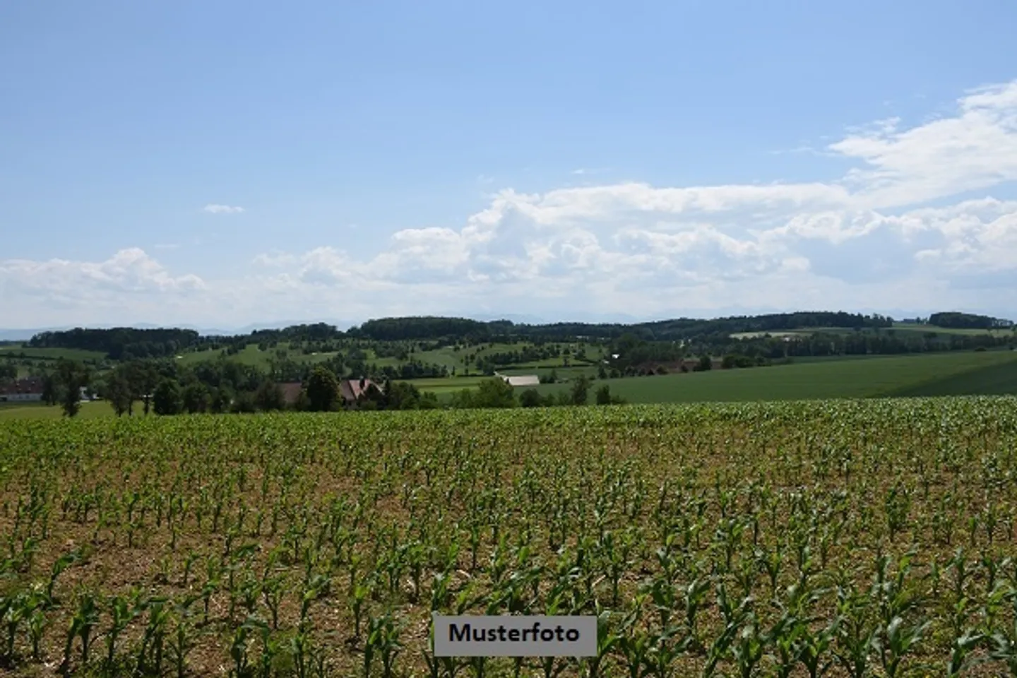 Terreno Agricolo con Vigna - Foto 1 di 13