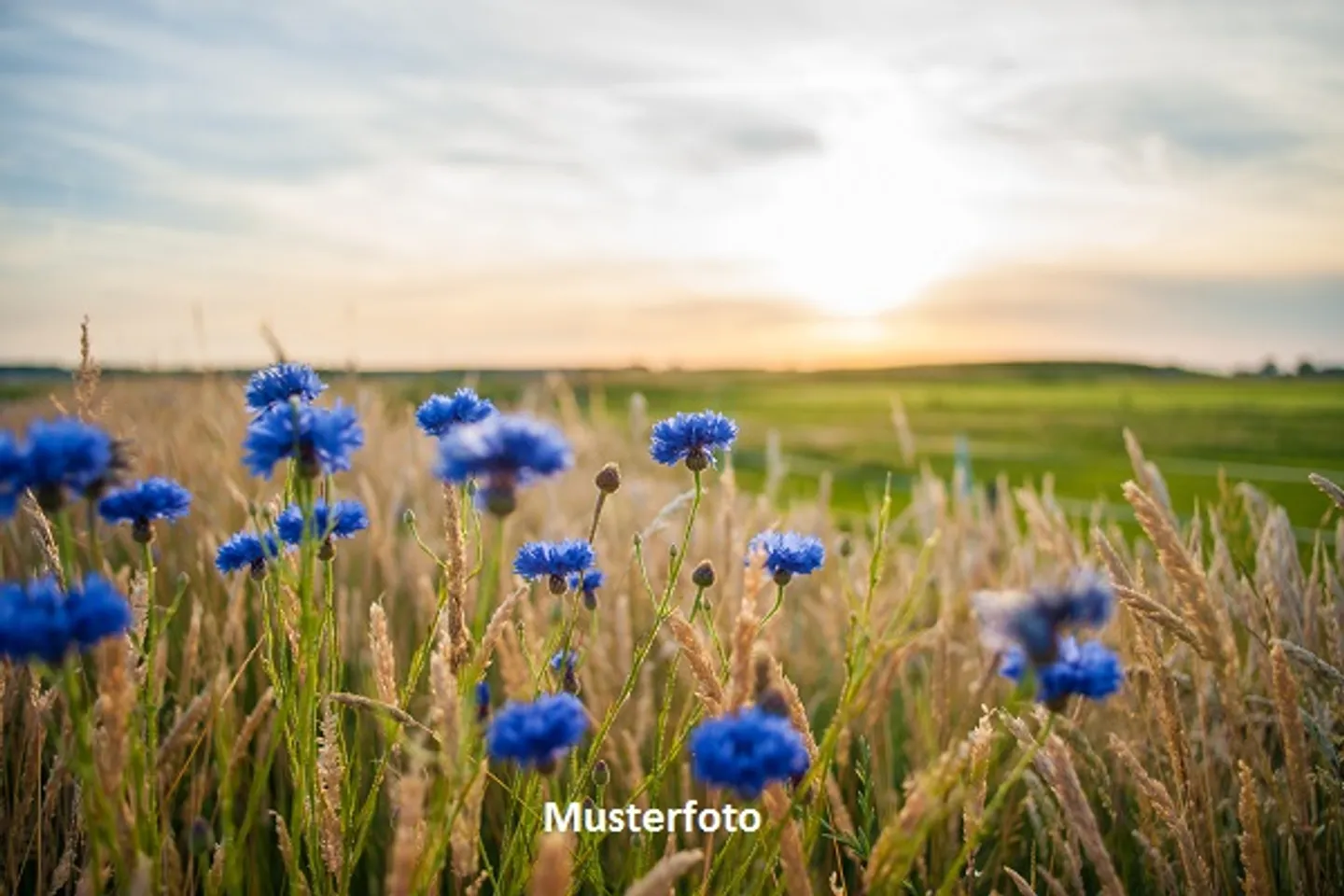 Spacious Agricultural Land - Photo 1 of 13