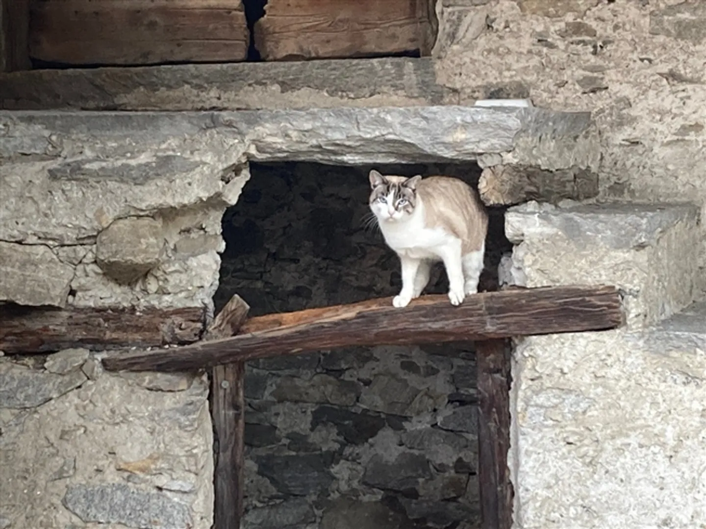 Cooperative New Construction Settlement with 1½ - 3½ Room Apartments - Photo 5 of 11