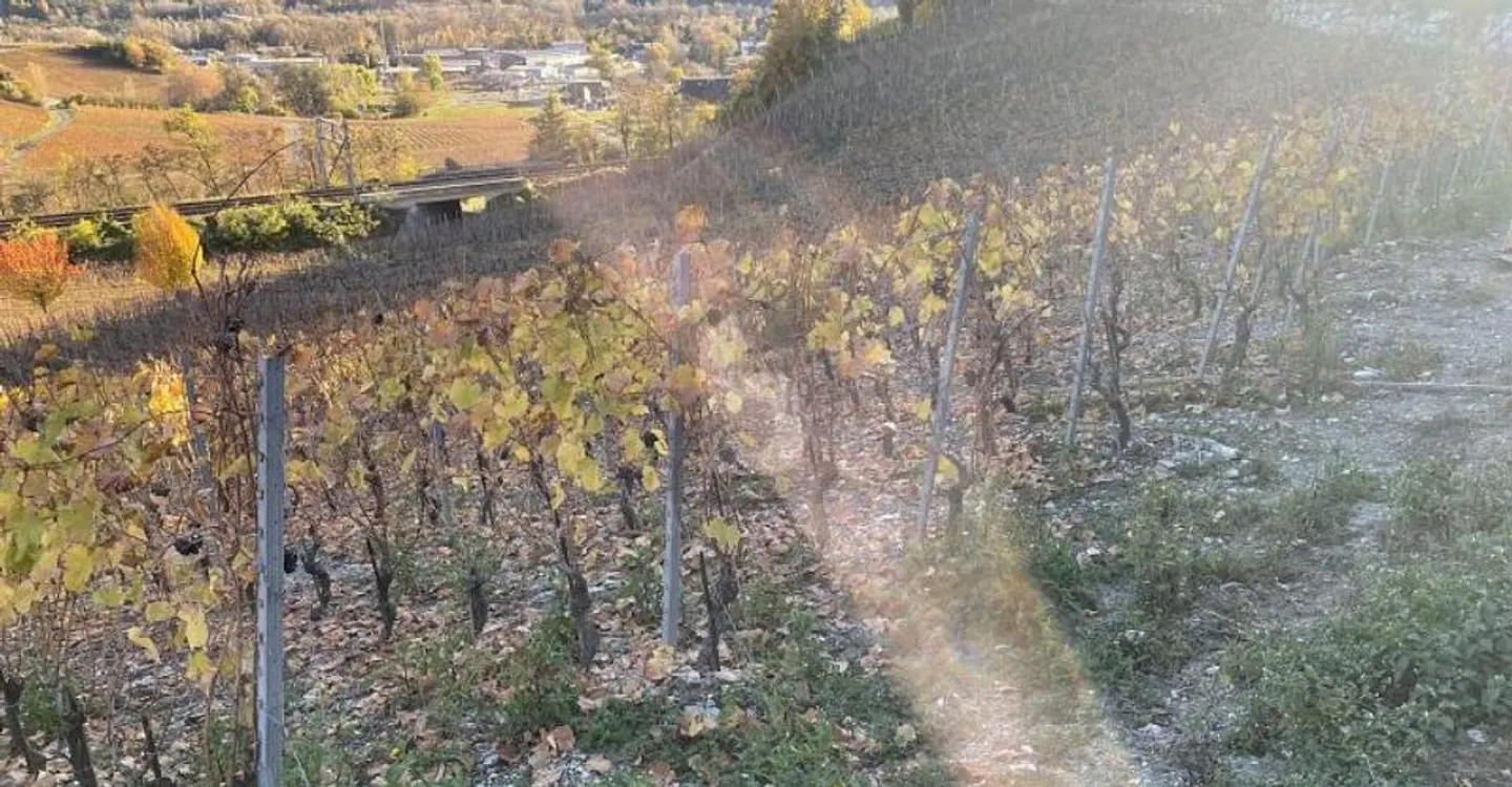 Terrain Idéal dans le Vignoble - Photo 2 sur 5