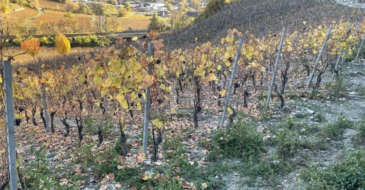 Terrain Idéal dans le Vignoble - Photo 3 sur 5