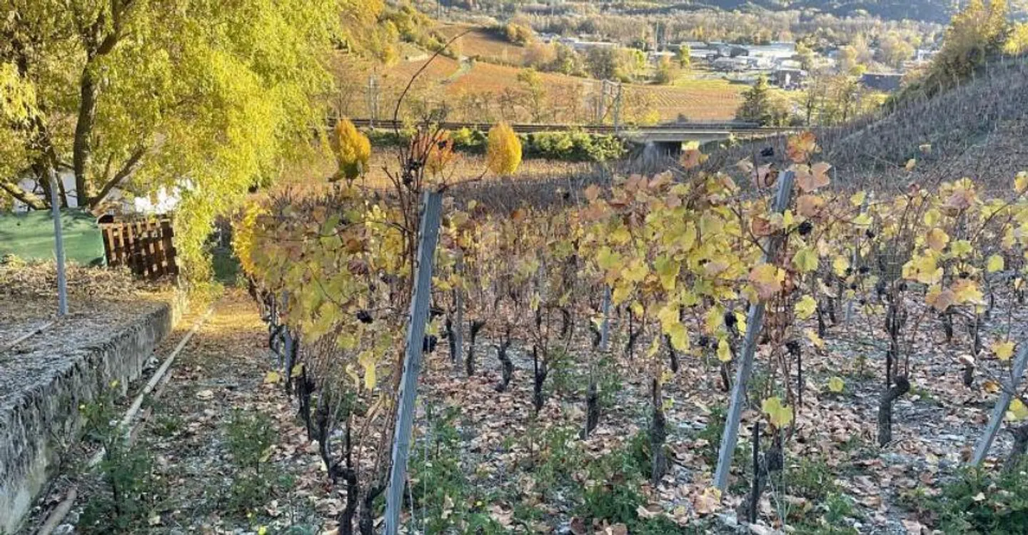 Terrain Idéal dans le Vignoble - Photo 4 sur 5
