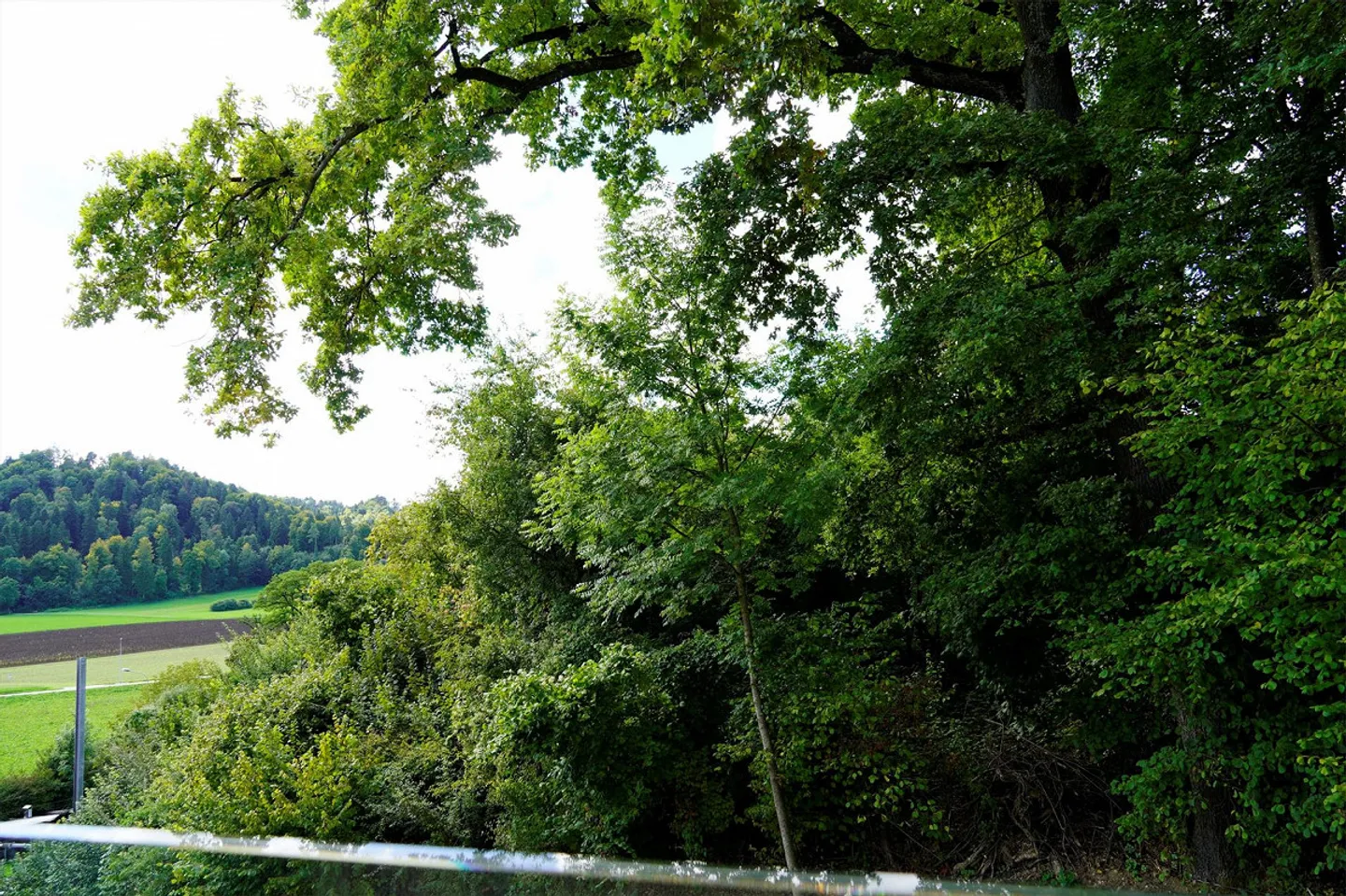 Ultimo appartamento - Vista nel verde! - Foto 1 di 11
