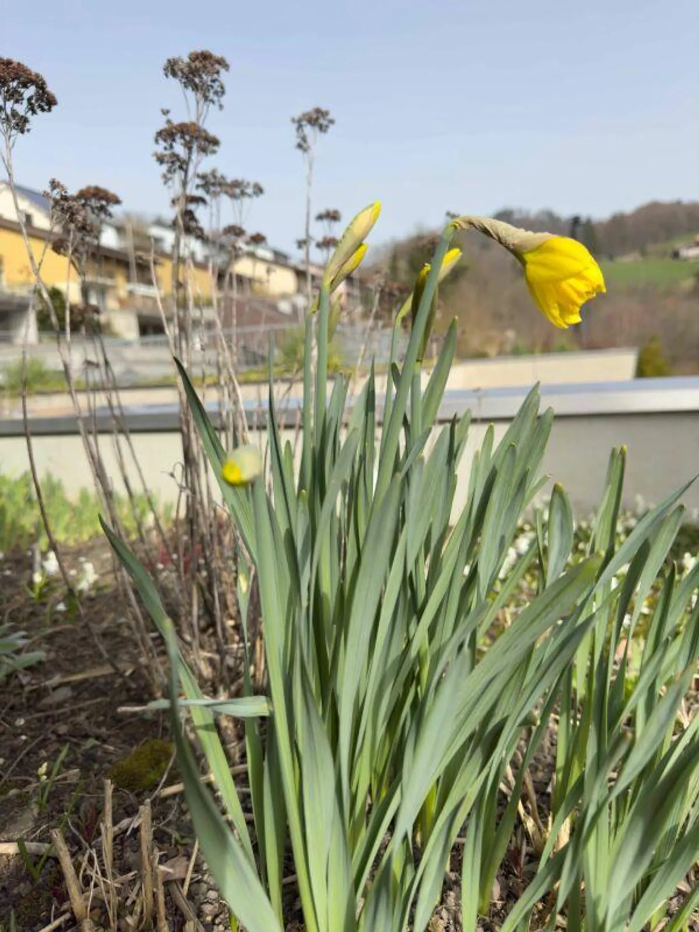 Your Loge: Top Terrace House with Sunny and Unobstructed View - Photo 3 of 20