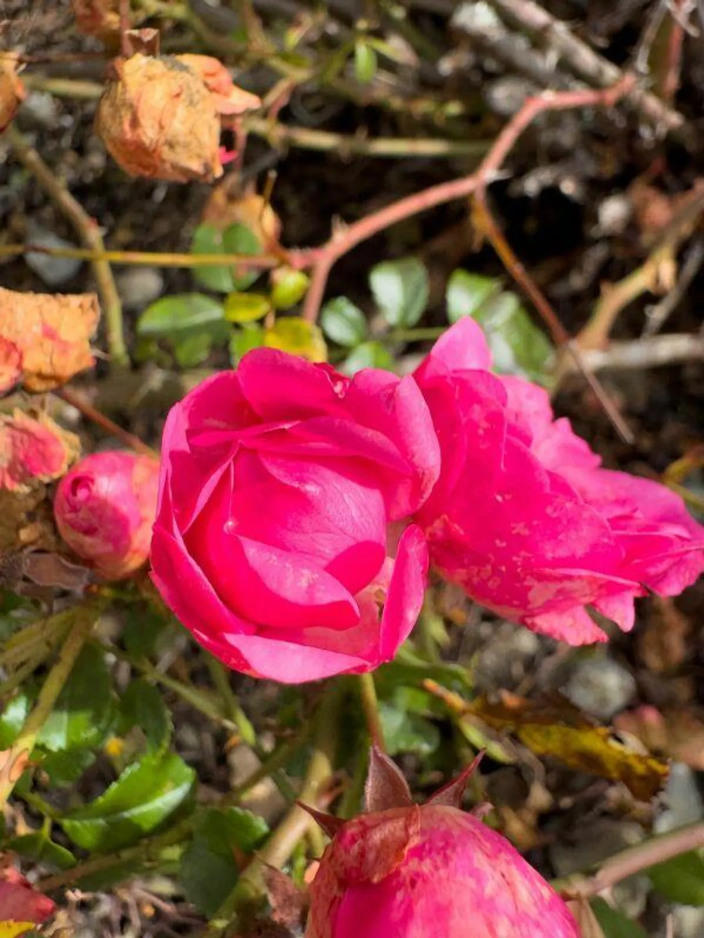 Your Loge: Top Terrace House with Sunny and Unobstructed View - Photo 10 of 20