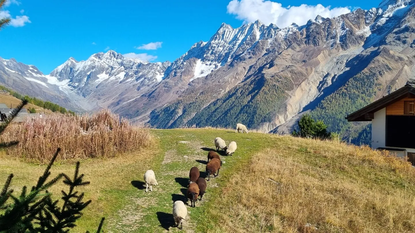 Chalet Corona Alpina - Lauchernalp - Foto 20 di 25