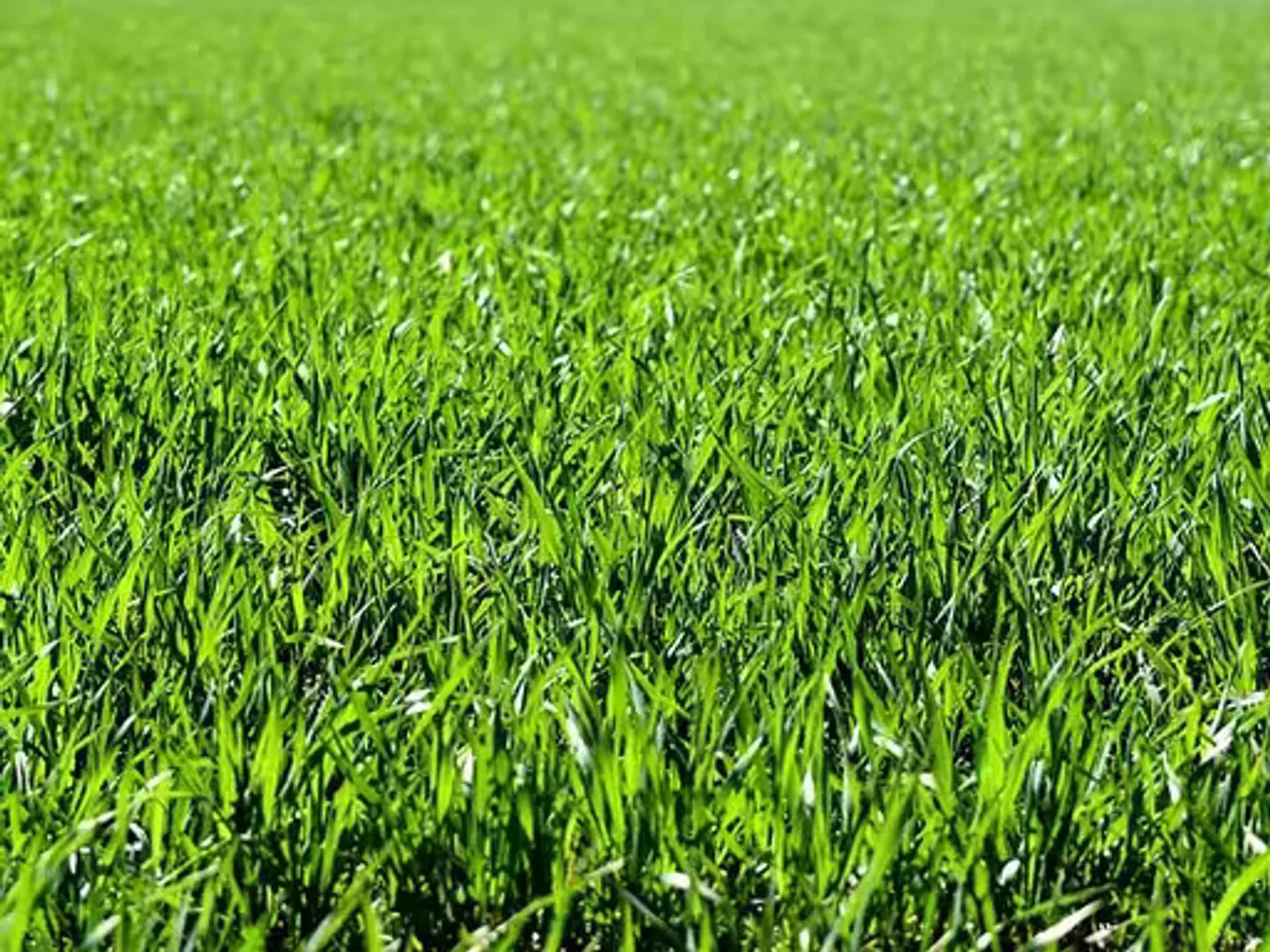 Terreno Accessibile in Vendita - Foto 1 di 1