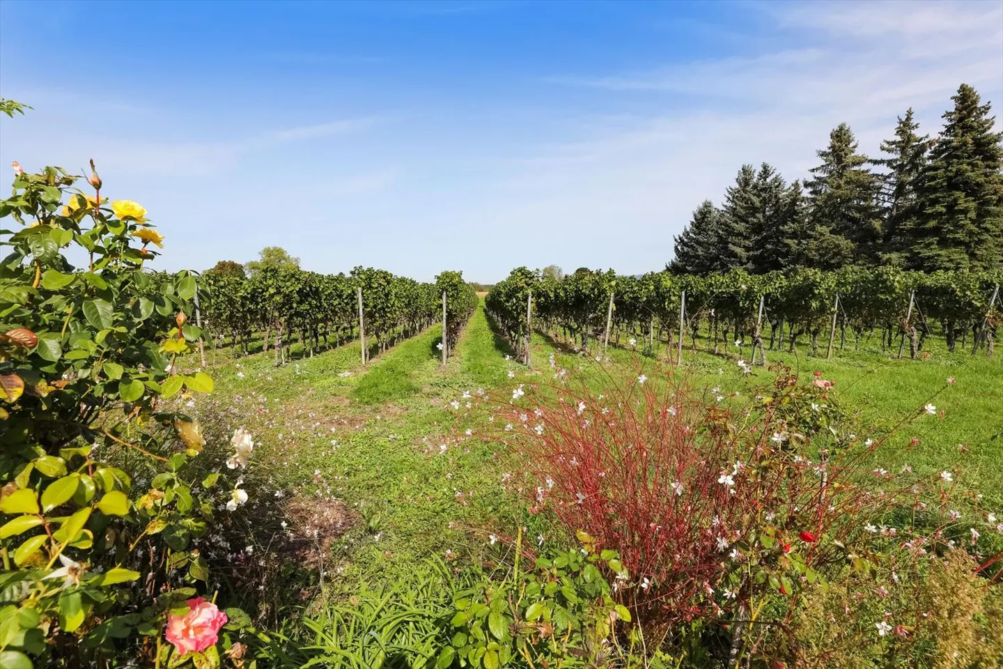 Incantevole villa di campagna con giardino ai margini dei vigneti di Jussy - Foto 12 di 13