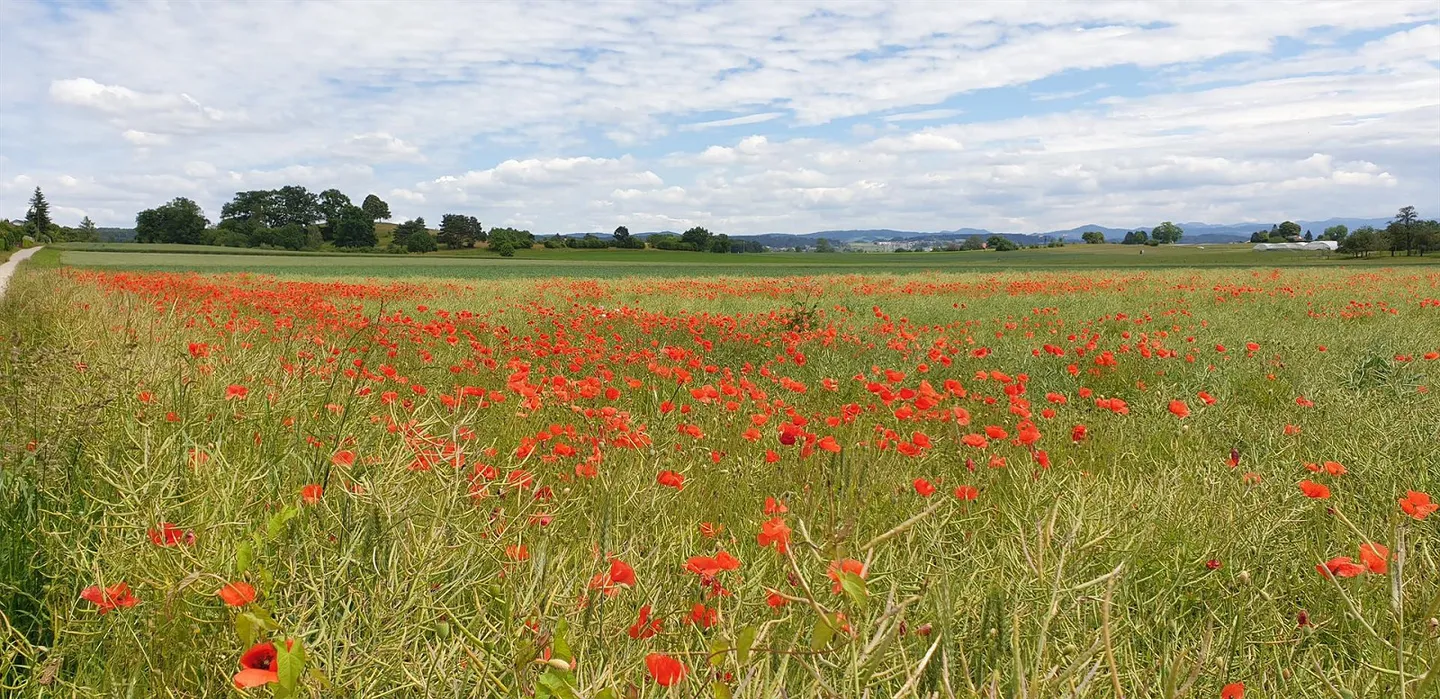 Luminoso appartamento familiare arredato di 6,5 stanze con giardino a Dübendorf - Foto 21 di 21