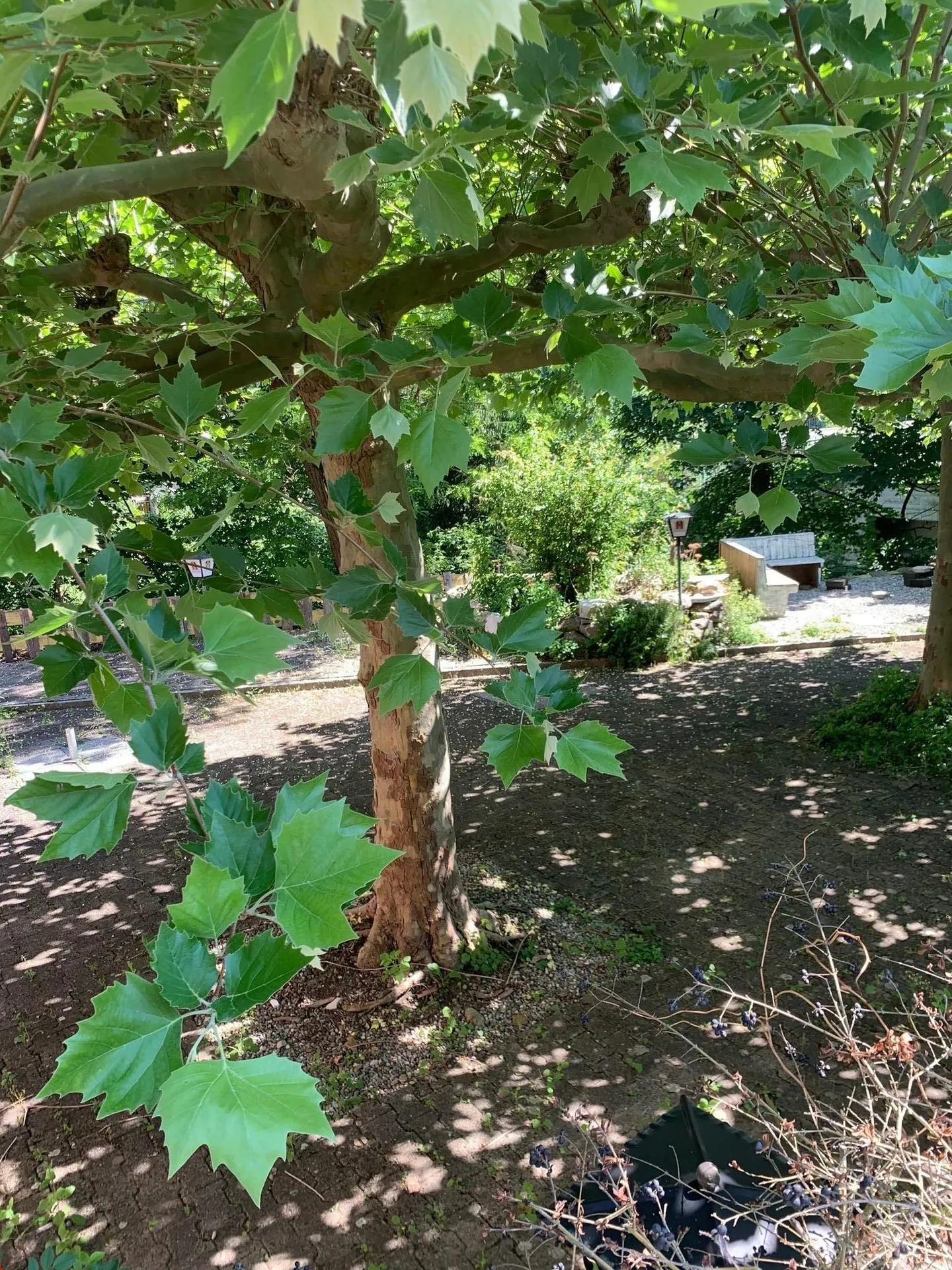 Commerciale/Ufficio/Ristorante - utilizzo versatile - disponibile immediatamente - Foto 8 di 15