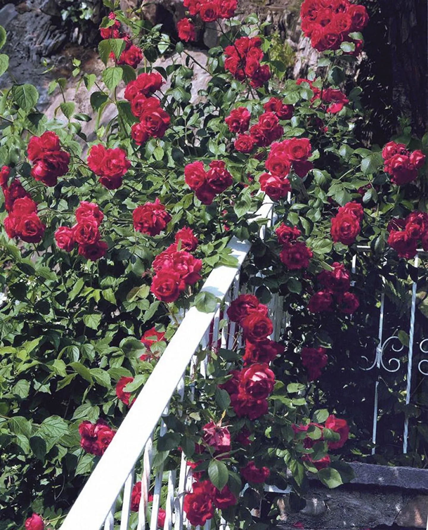 Bella casa unifamiliare e splendido giardino con vista lago - Foto 15 di 19