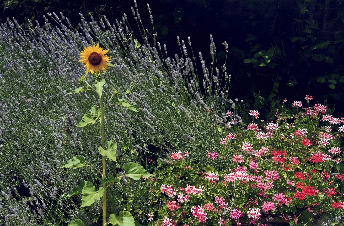 Bella casa unifamiliare e splendido giardino con vista lago - Foto 17 di 19