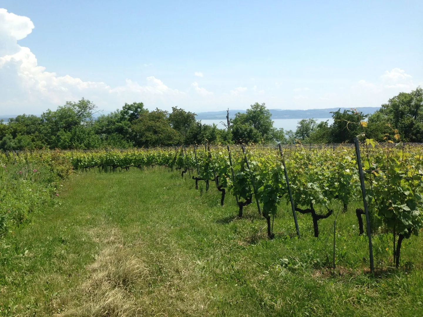 Magnifico appartamento con giardino e vista lago - Foto 13 di 14