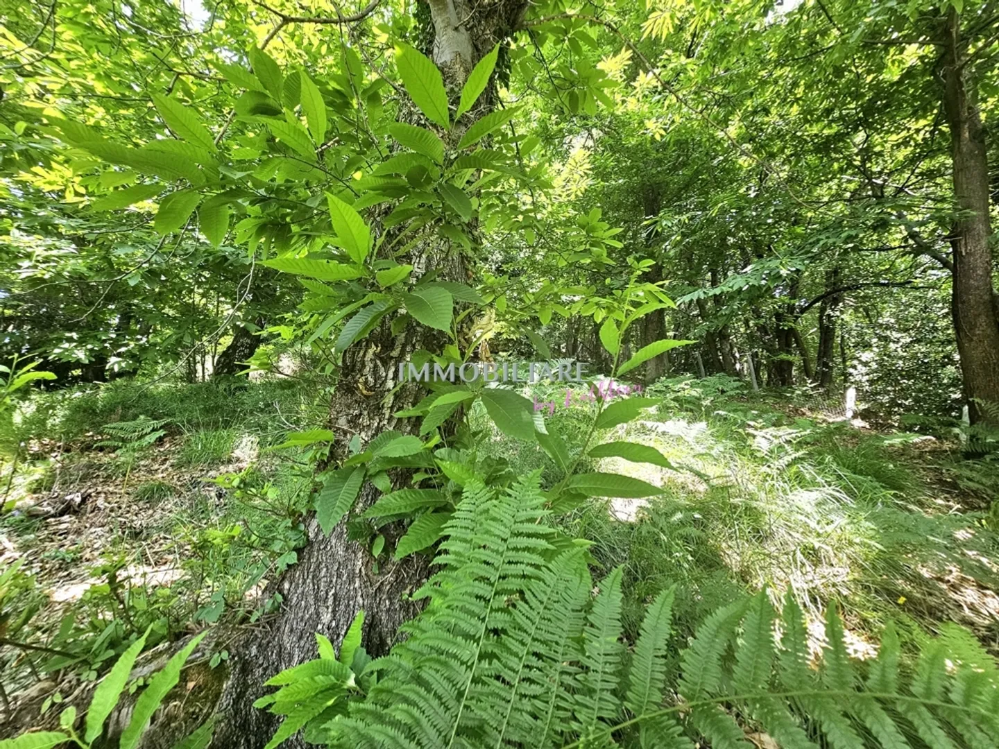 Terrain Bâtissable à Aranno - Photo 9 sur 14