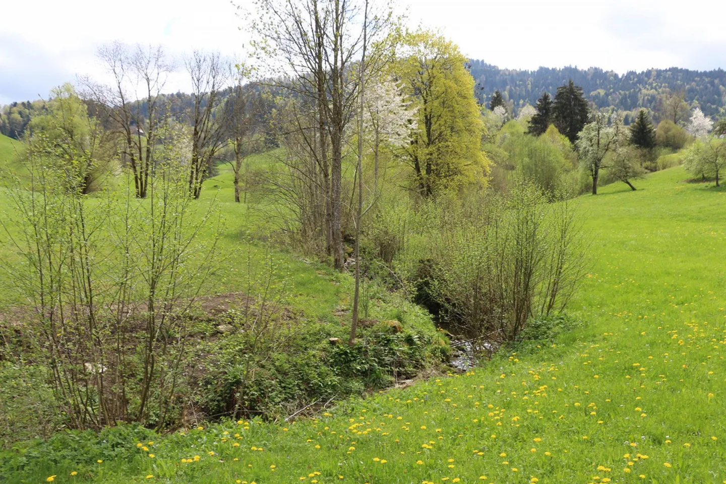 EFH Project "Moos" Ebnat-Kappel - Photo 5 of 12