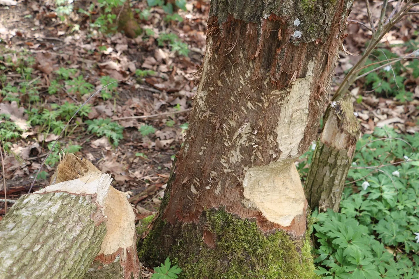 EFH Project "Moos" Ebnat-Kappel - Photo 9 of 12