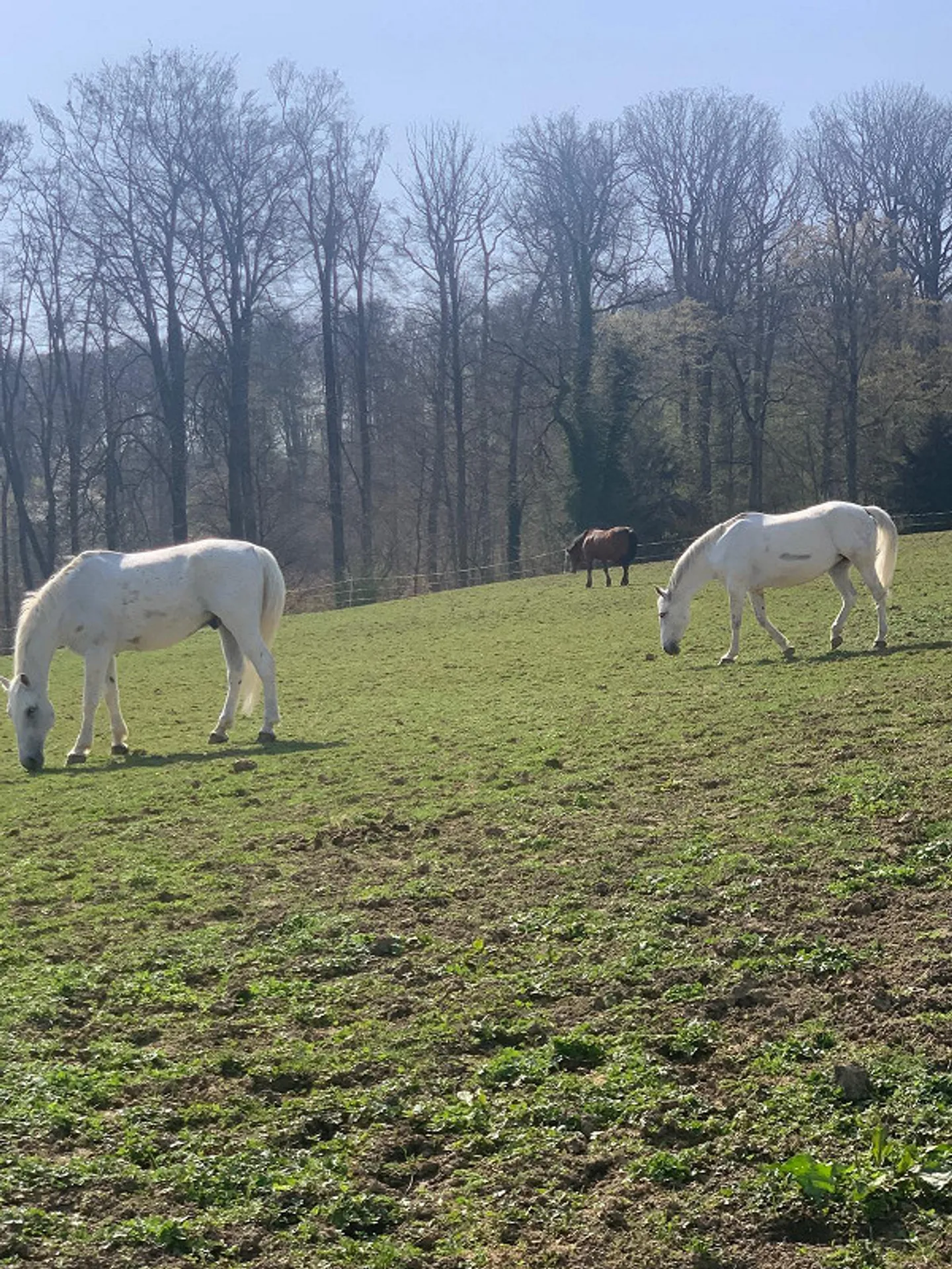 Bellissimo appartamento di 3,5 locali a Muttenz - Foto 12 di 12