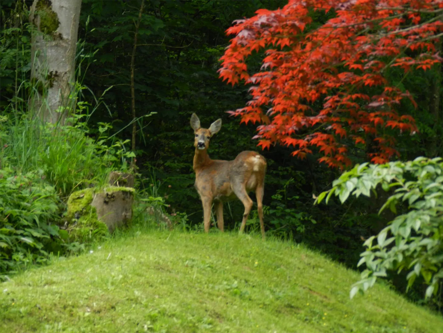 Unique penthouse apartment above the rooftops of St. Gallen - Photo 18 of 18