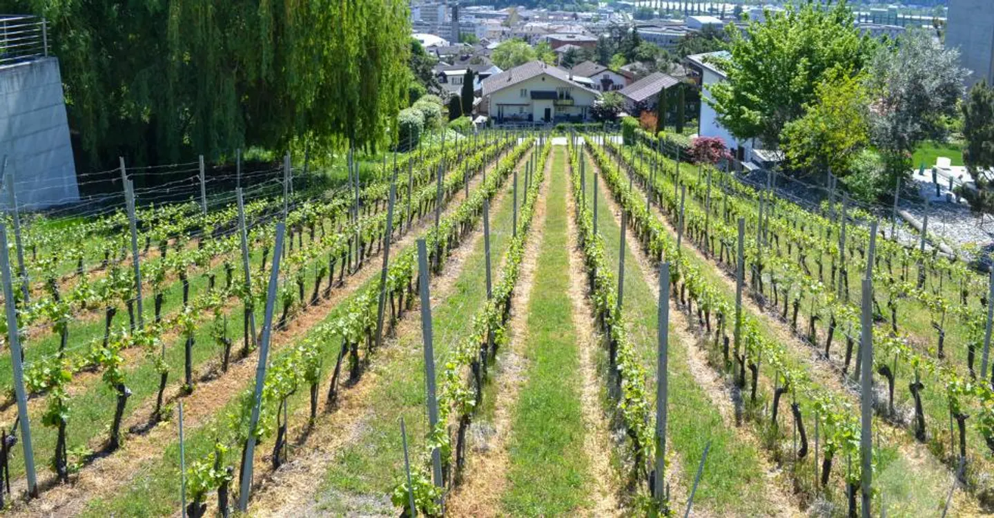 Magnificent plot overlooking Sierre in villa area of 1,099 m2 - Photo 1 of 9