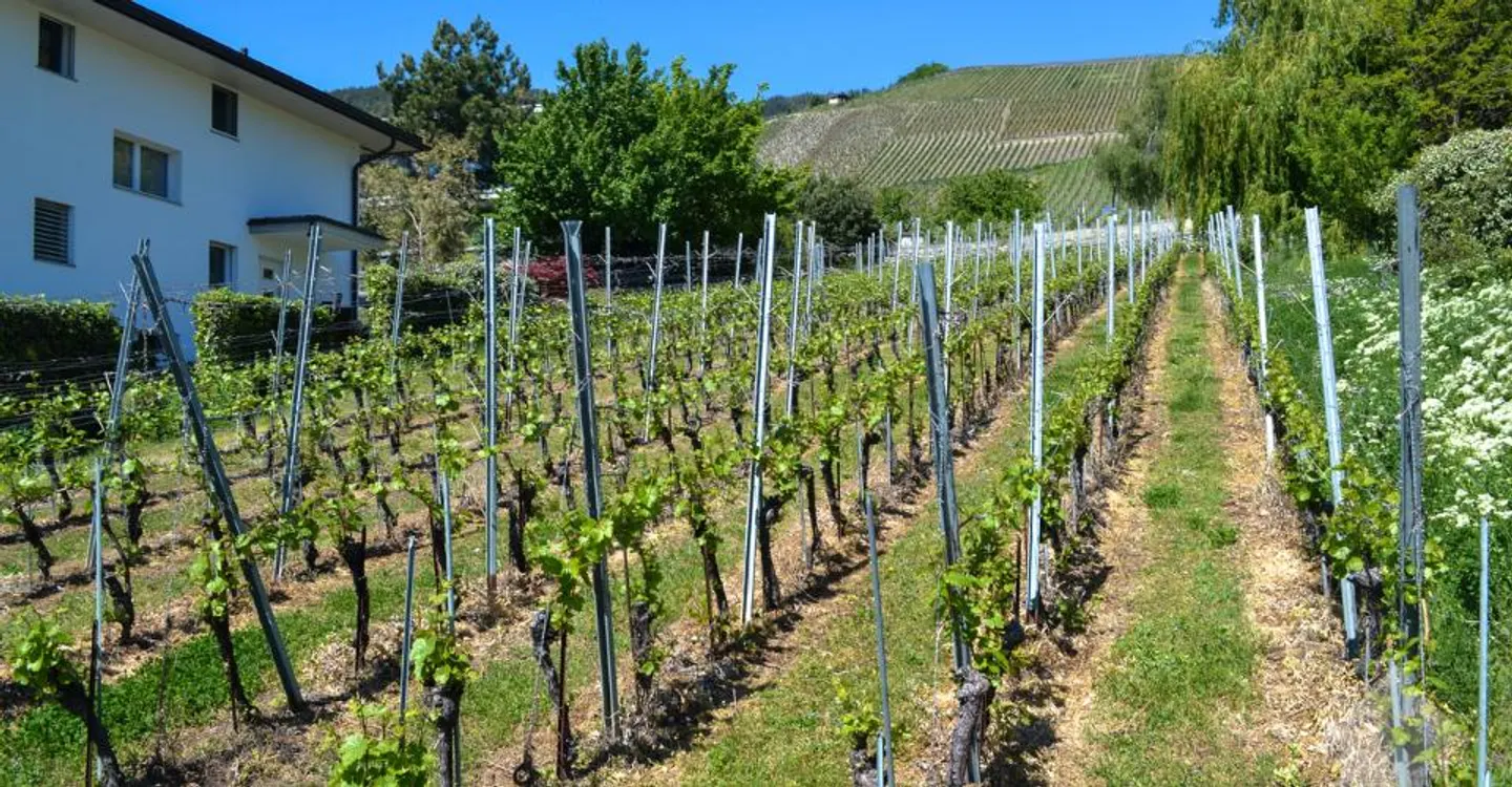 Magnificent plot overlooking Sierre in villa area of 1,099 m2 - Photo 8 of 9