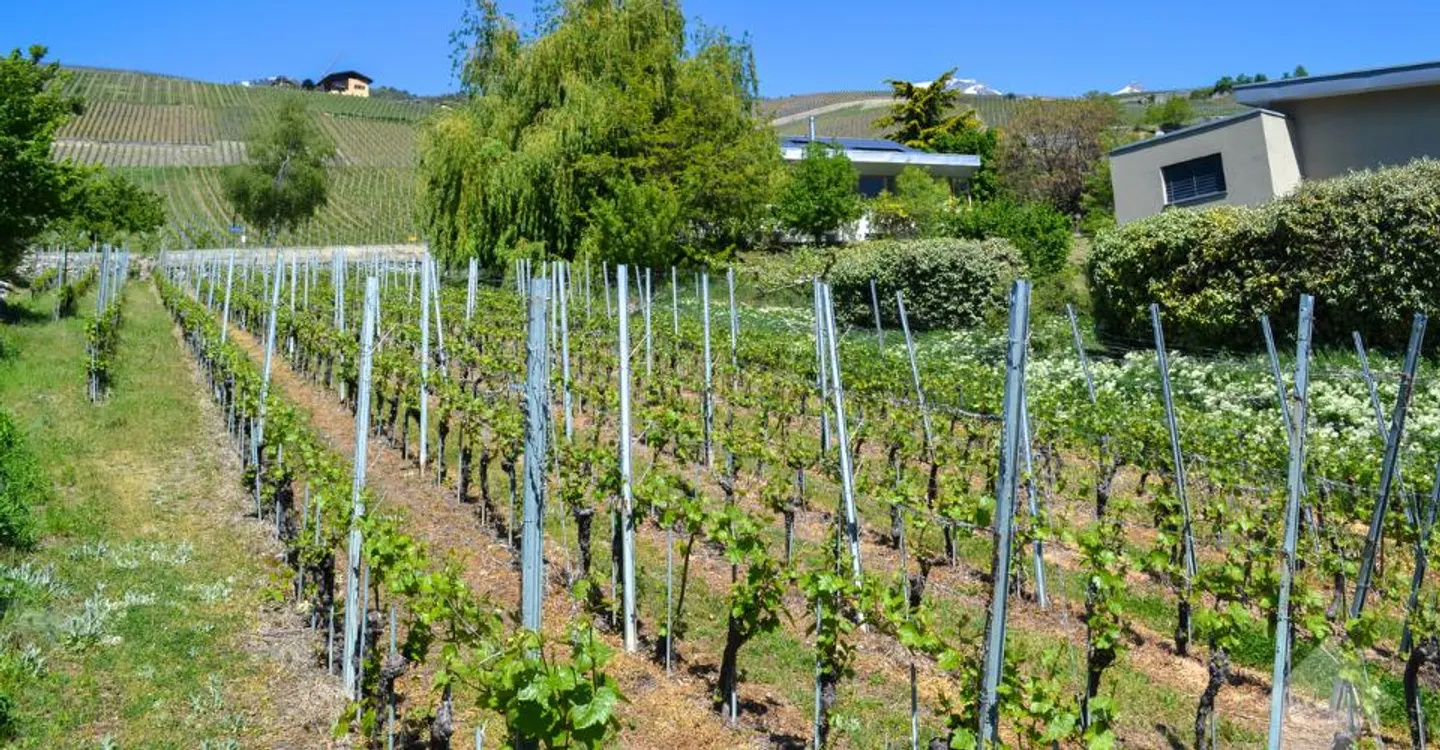 Magnificent plot overlooking Sierre in villa area of 1,099 m2 - Photo 9 of 9
