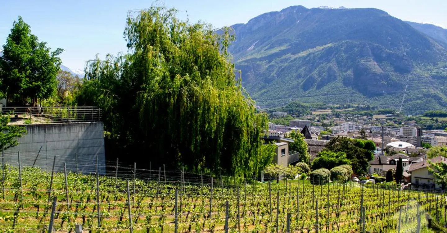 Magnificent plot overlooking Sierre in villa area of 1,099 m2 - Photo 3 of 9