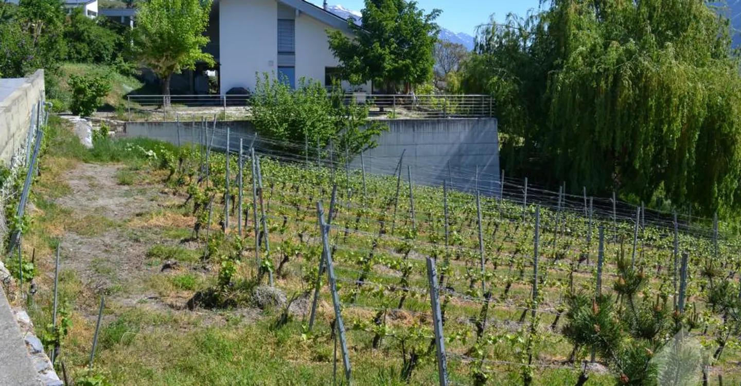 Magnificent plot overlooking Sierre in villa area of 1,099 m2 - Photo 4 of 9