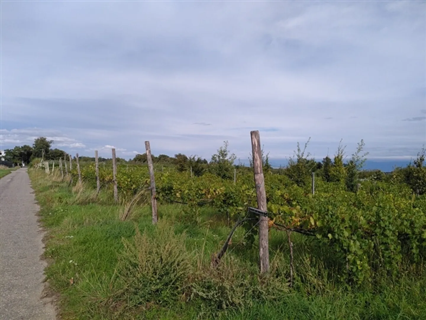 Fruit farm with special crops for lease (Organic Bud) - Photo 5 of 17