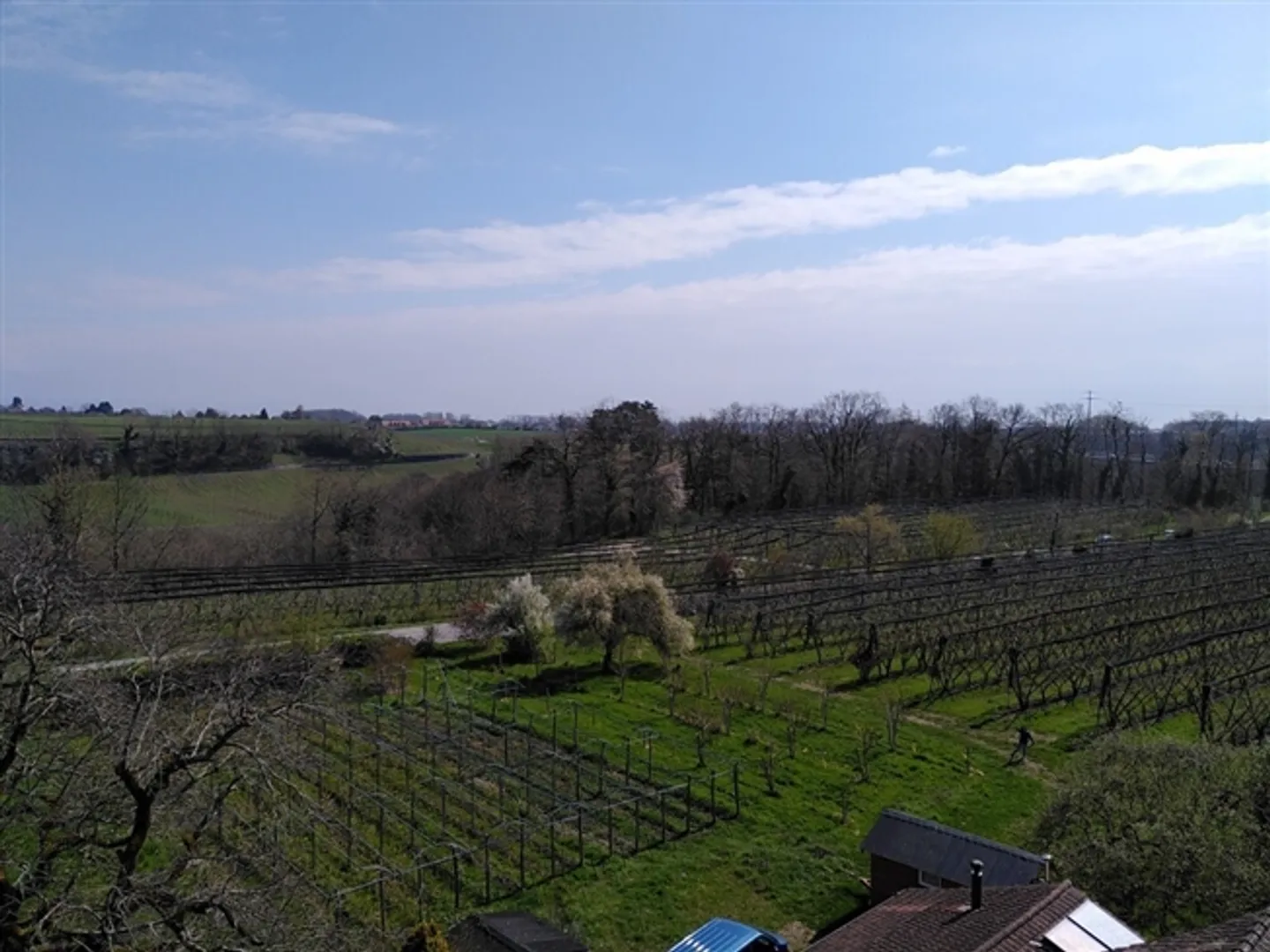 Fruit farm with special crops for lease (Organic Bud) - Photo 9 of 17